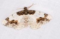 Ligdia adustata