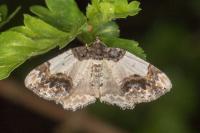 Ligdia adustata
