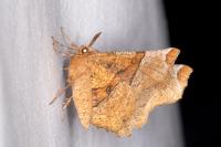 Selenia lunularia