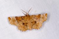 Selenia lunularia