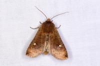 Eupsilia transversa