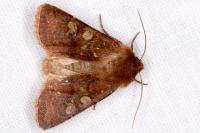 Cerastis leucographa