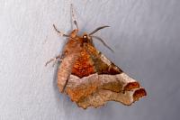 Selenia tetralunaria