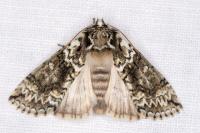 Polyploca ridens