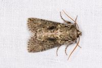 Polyploca ridens
