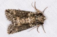 Polyploca ridens