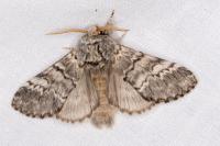Drymonia ruficornis
