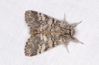 Drymonia ruficornis