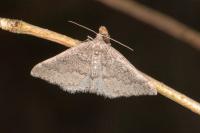 Aleucis distinctata
