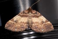 Earophila badiata
