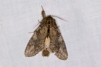 Peridea anceps
