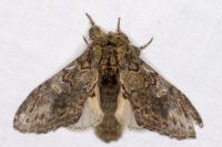 Peridea anceps