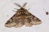 Lycia hirtaria