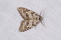 Nola cicatricalis