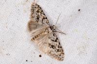 Nola cicatricalis