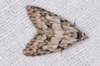 Nola cicatricalis