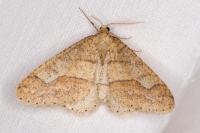 Phigaliohybernia marginaria