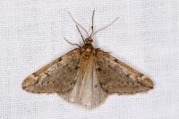 Alsophila aescularia