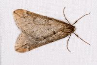 Alsophila aescularia
