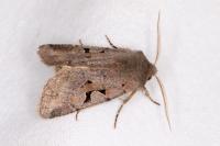 Orthosia gothica