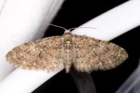 Eupithecia abbreviata