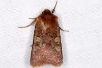 Cerastis leucographa