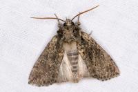 Polyploca ridens
