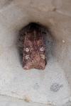 Cerastis leucographa