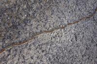 Thaumetopoea pityocampa