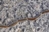 Thaumetopoea pityocampa