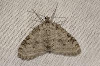 Trichopteryx carpinata