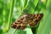 Ematurga atomaria
