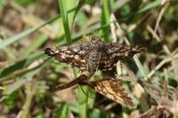 Ematurga atomaria
