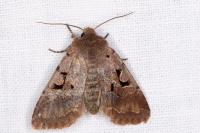 Orthosia gothica