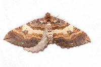 Earophila badiata