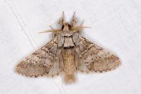 Drymonia ruficornis