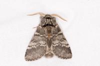 Drymonia ruficornis