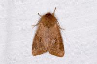 Orthosia cerasi