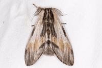 Harpyia milhauseri