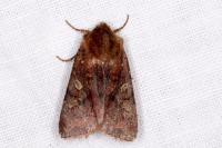 Cerastis leucographa