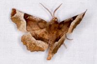 Selenia tetralunaria