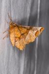 Selenia lunularia