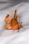 Selenia lunularia