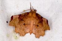 Selenia lunularia