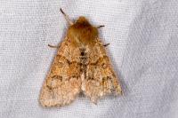 Orthosia miniosa