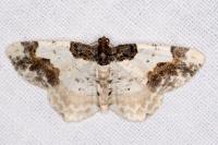 Ligdia adustata