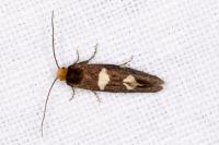 Incurvaria masculella