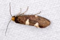 Incurvaria masculella