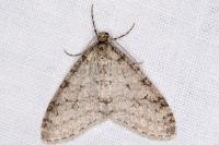 Trichopteryx carpinata