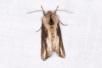 Egira conspicillaris